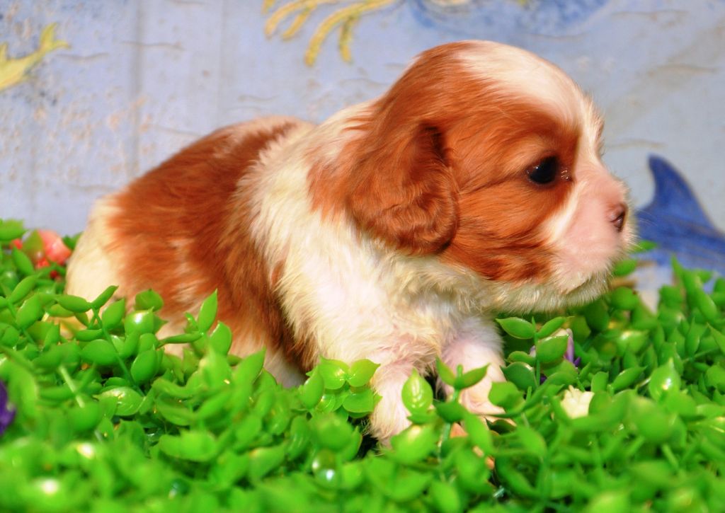 de la Vallée d'Alina - Chiot disponible  - Cavalier King Charles Spaniel