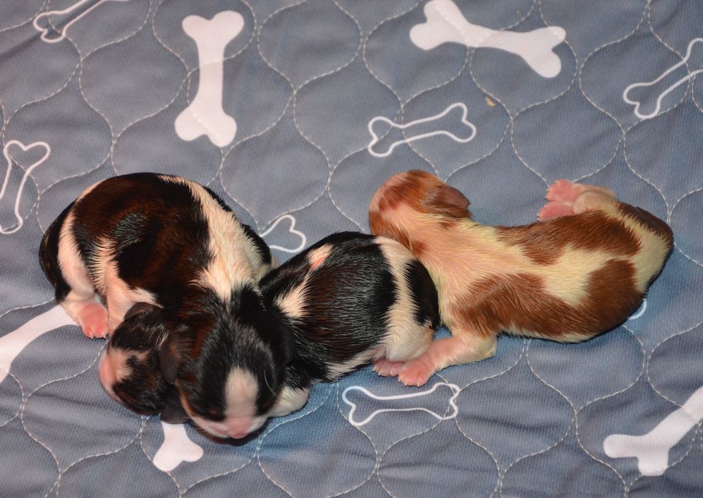 chiot Cavalier King Charles Spaniel de la Vallée d'Alina