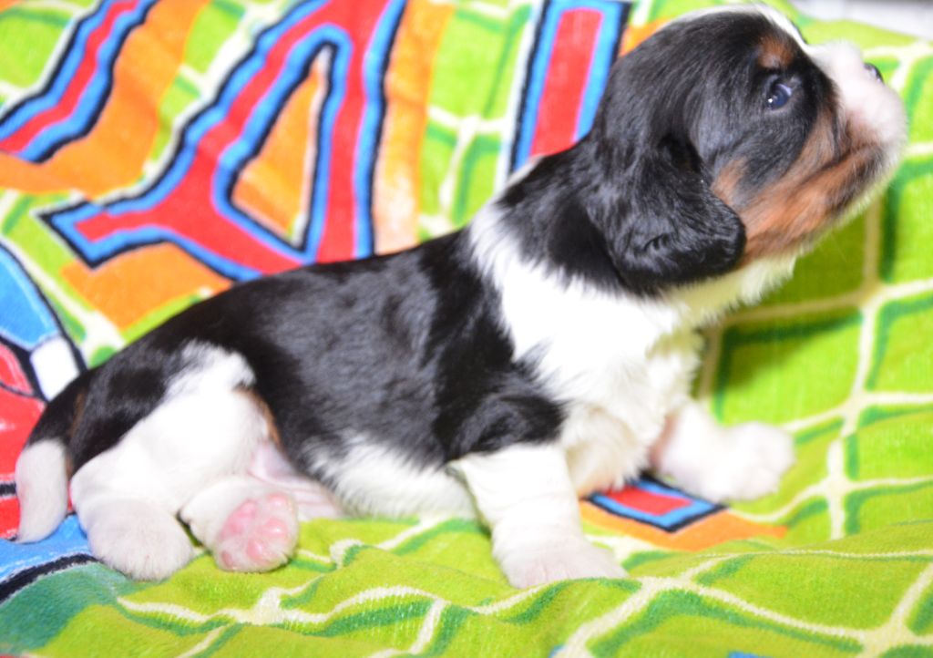 de la Vallée d'Alina - Chiot disponible  - Cavalier King Charles Spaniel