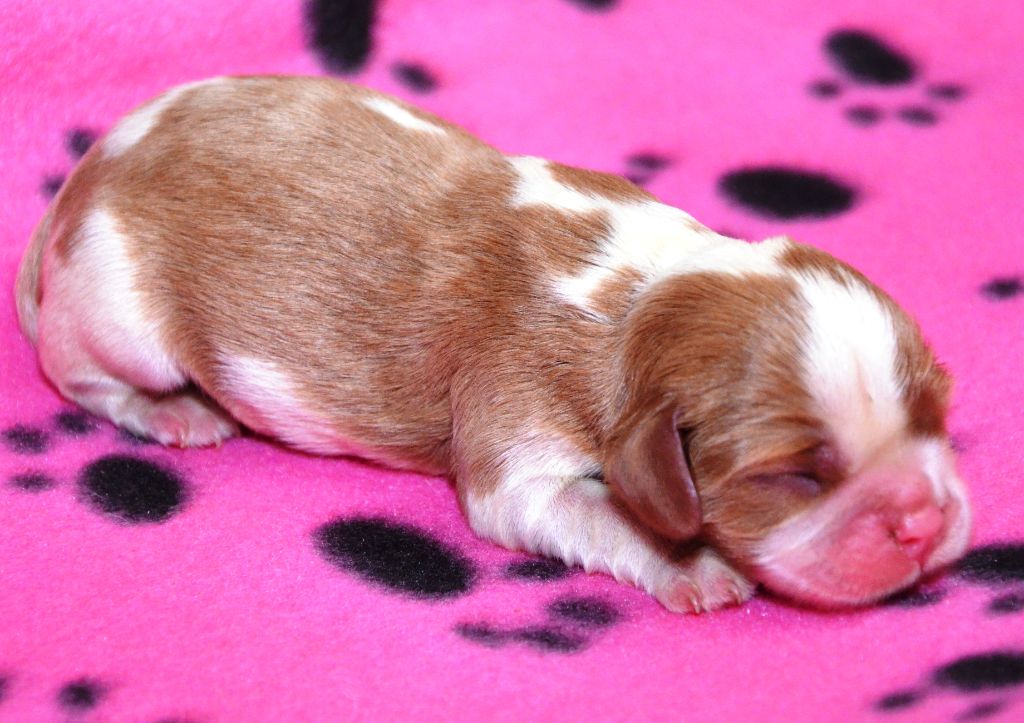 de la Vallée d'Alina - Chiot disponible  - Cavalier King Charles Spaniel