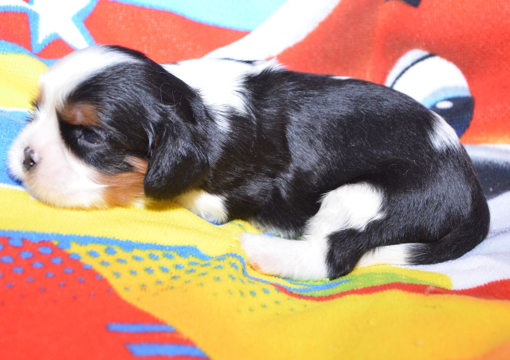 de la Vallée d'Alina - Chiot disponible  - Cavalier King Charles Spaniel