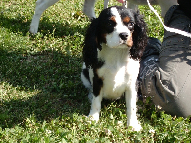 Chipie de la Vallée d'Alina