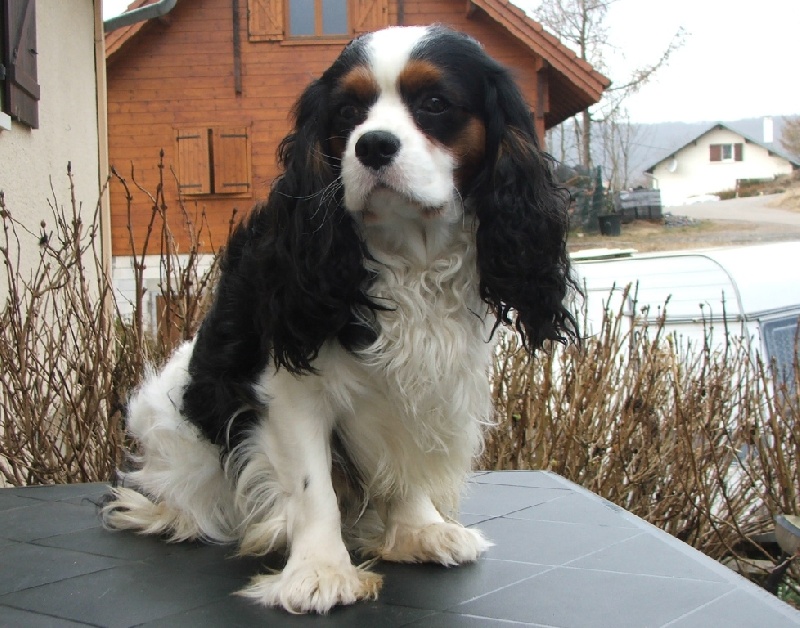 Benji de la Vallée d'Alina