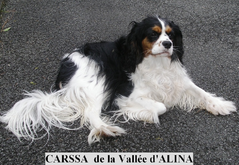Carssa de la Vallée d'Alina
