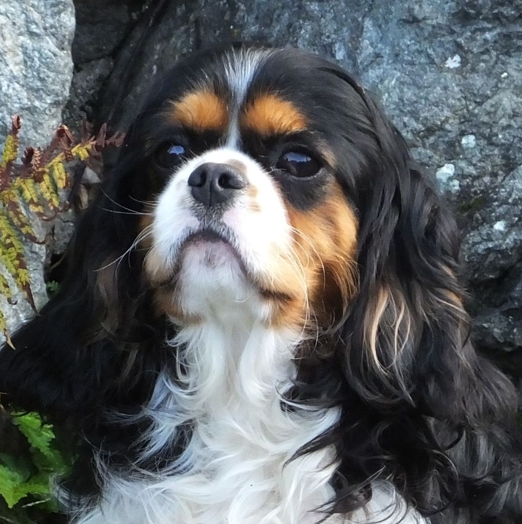 Marley du Mont D'Alesia