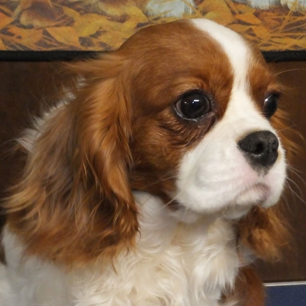 Mirabelle de la Vallée d'Alina