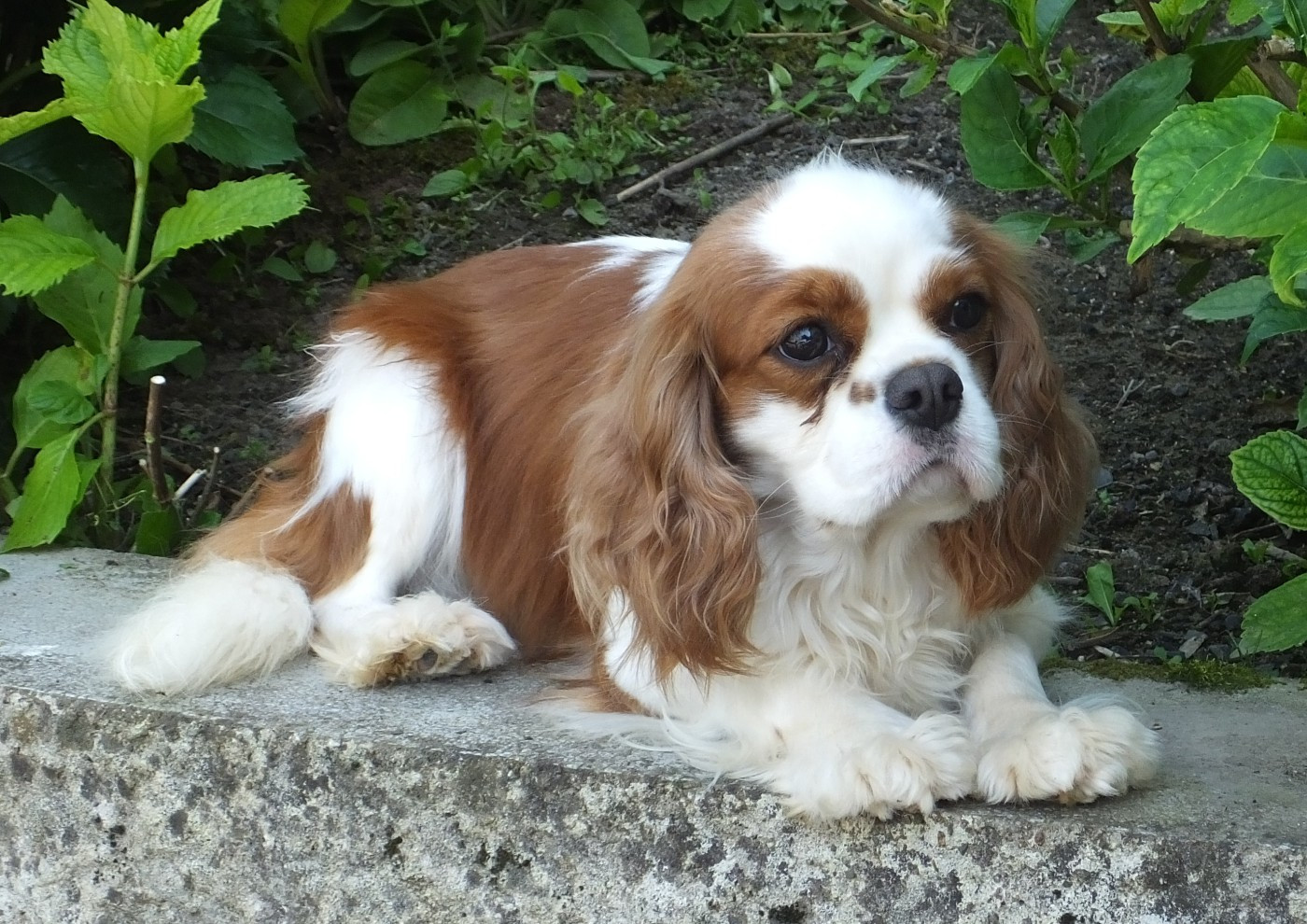 RADIO DE GESTATION SHEILA