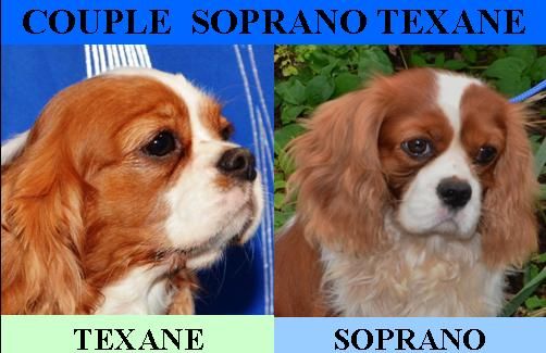 TEXANE  / SOPRANO