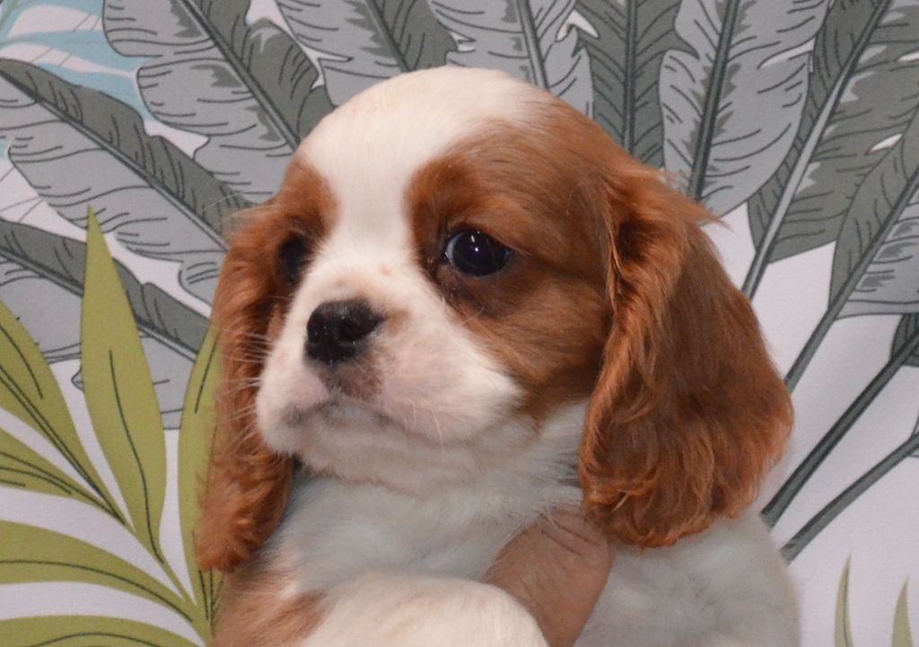de la Vallée d'Alina - Chiots disponibles - Cavalier King Charles Spaniel