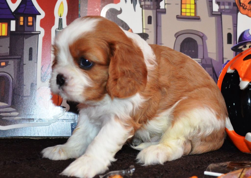 de la Vallée d'Alina - Chiots disponibles - Cavalier King Charles Spaniel