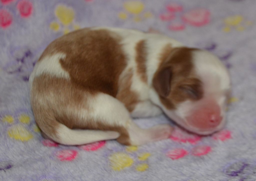 de la Vallée d'Alina - Chiots disponibles - Cavalier King Charles Spaniel