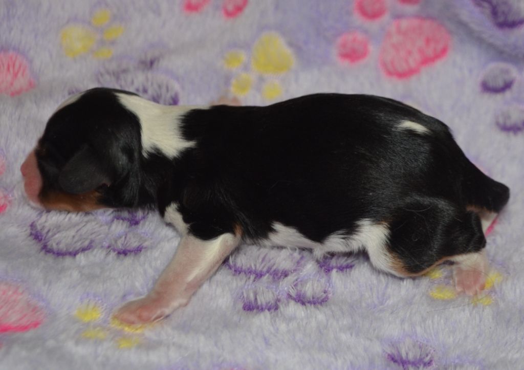 de la Vallée d'Alina - Chiots disponibles - Cavalier King Charles Spaniel