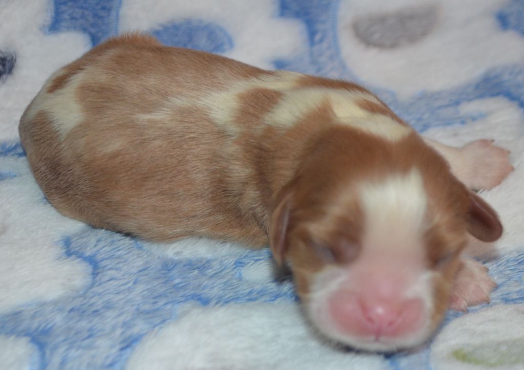 de la Vallée d'Alina - Chiots disponibles - Cavalier King Charles Spaniel