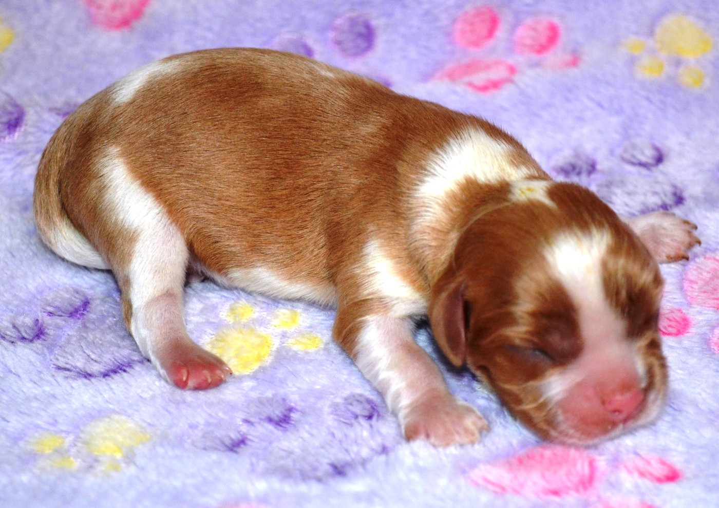 de la Vallée d'Alina - Chiots disponibles - Cavalier King Charles Spaniel