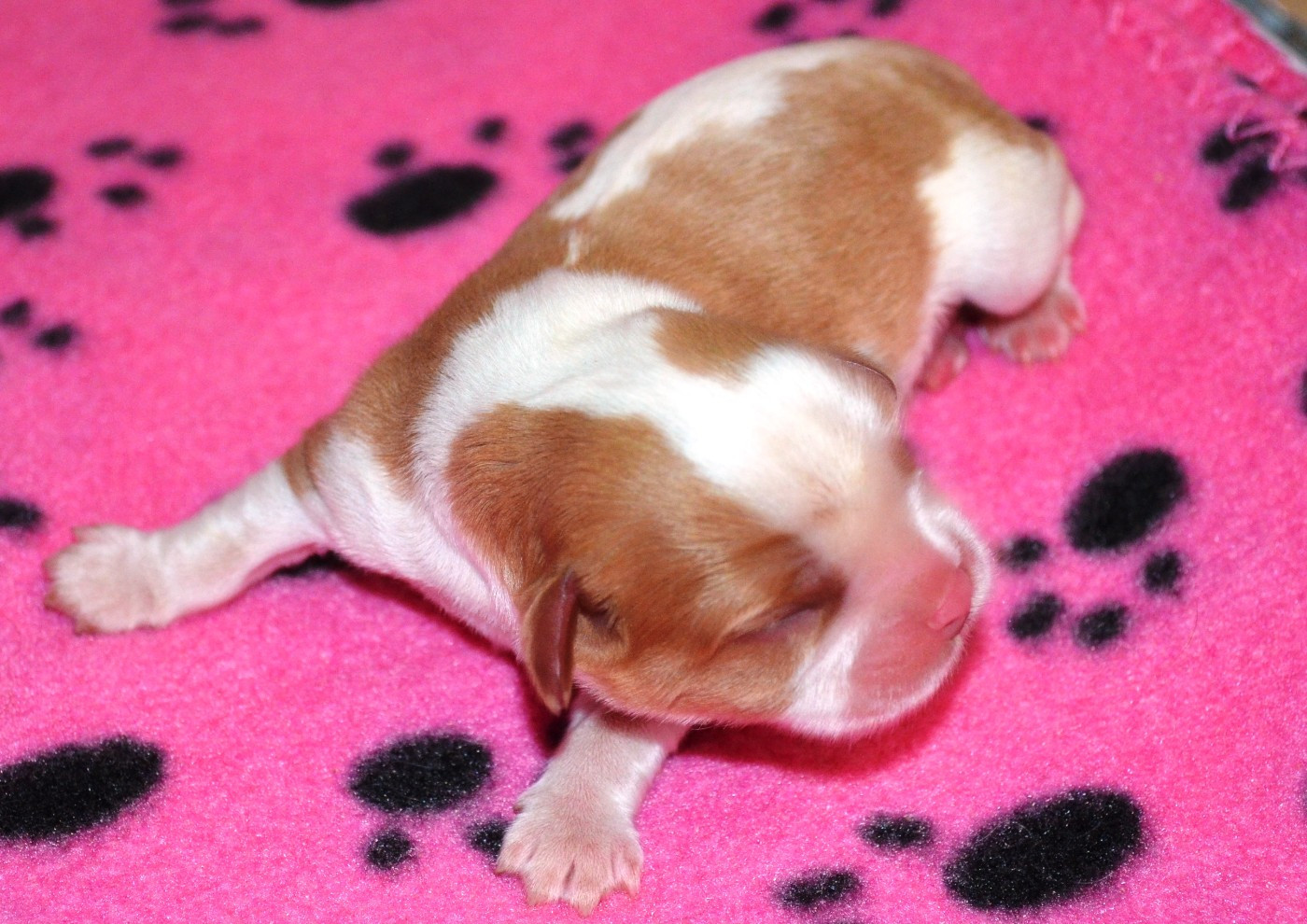de la Vallée d'Alina - Chiots disponibles - Cavalier King Charles Spaniel
