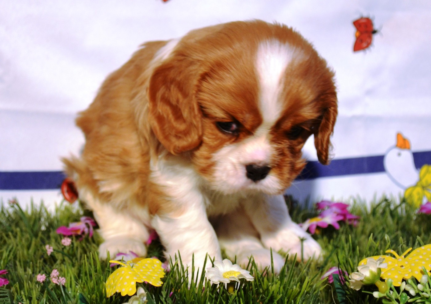 de la Vallée d'Alina - Chiots disponibles - Cavalier King Charles Spaniel