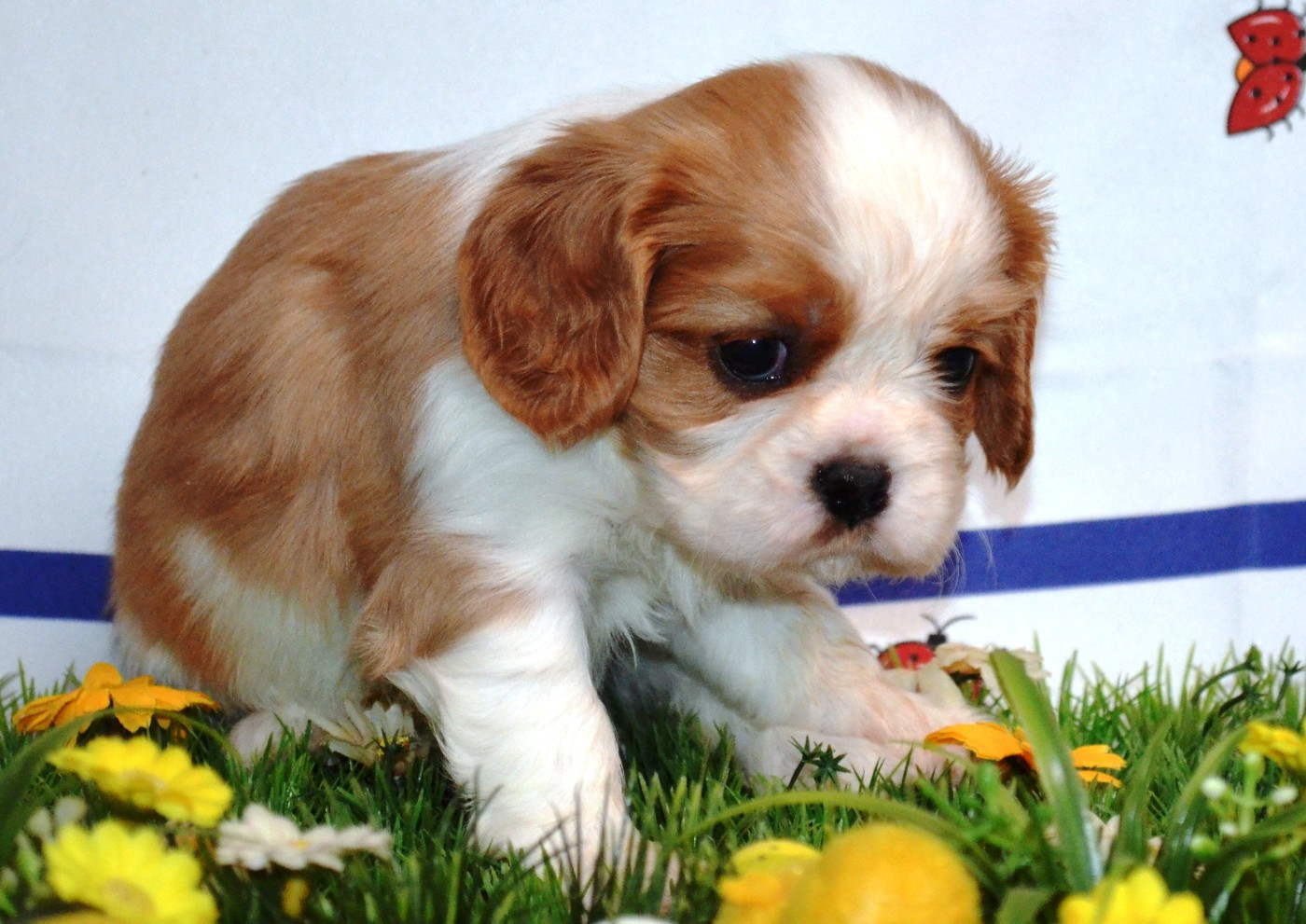 de la Vallée d'Alina - Chiots disponibles - Cavalier King Charles Spaniel
