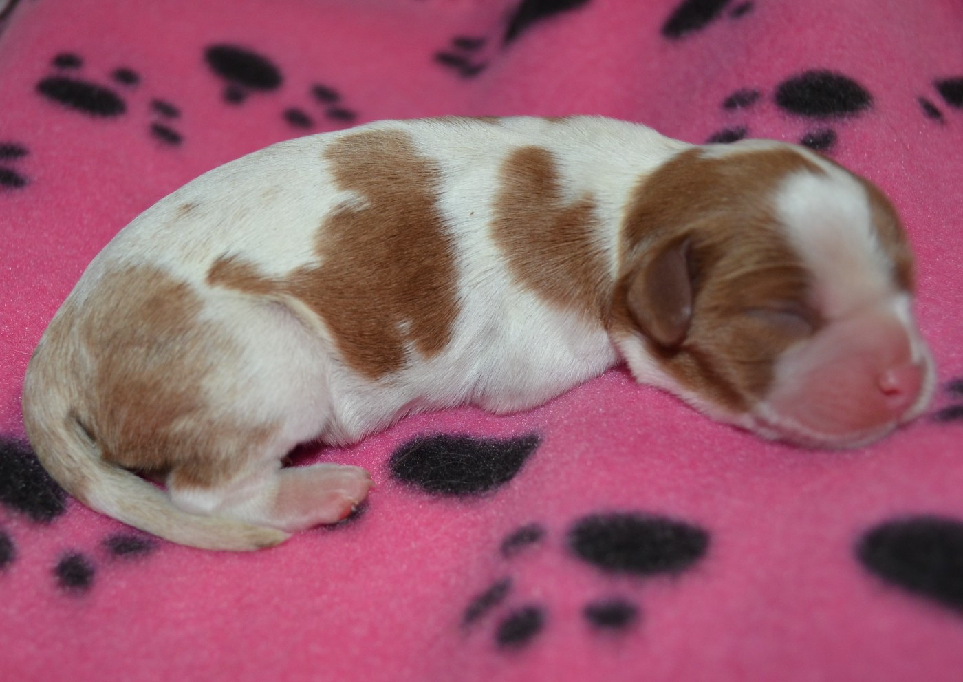 de la Vallée d'Alina - Chiots disponibles - Cavalier King Charles Spaniel