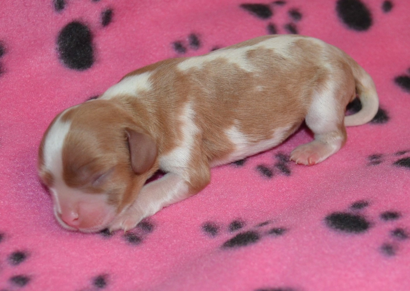 de la Vallée d'Alina - Chiots disponibles - Cavalier King Charles Spaniel