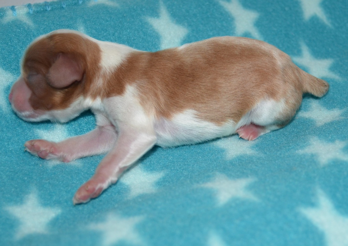 de la Vallée d'Alina - Chiots disponibles - Cavalier King Charles Spaniel