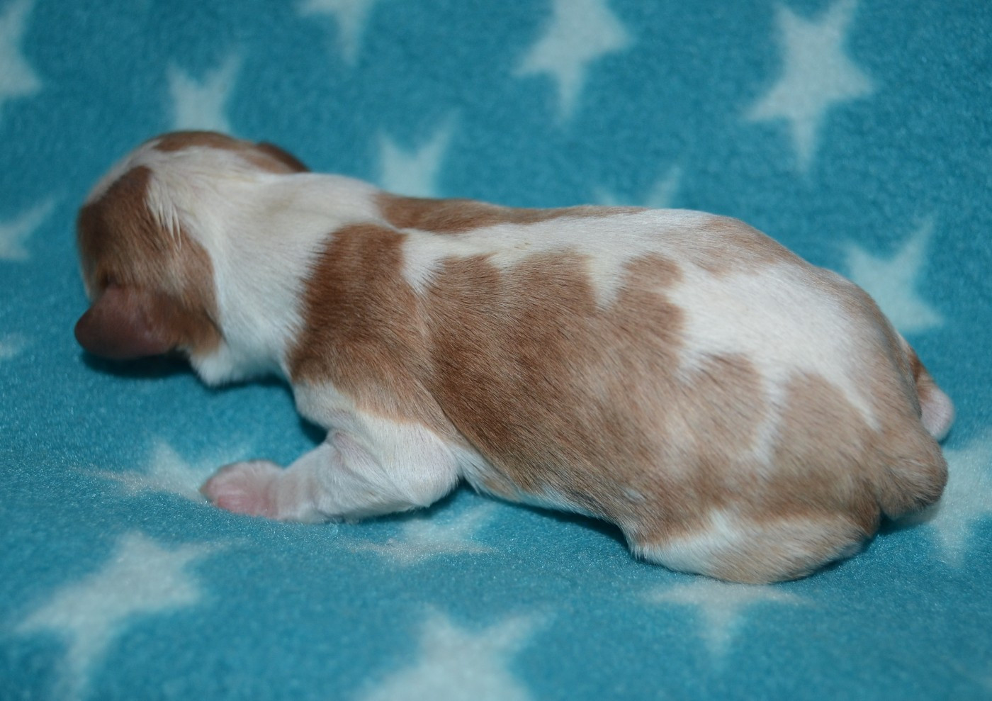 de la Vallée d'Alina - Chiots disponibles - Cavalier King Charles Spaniel