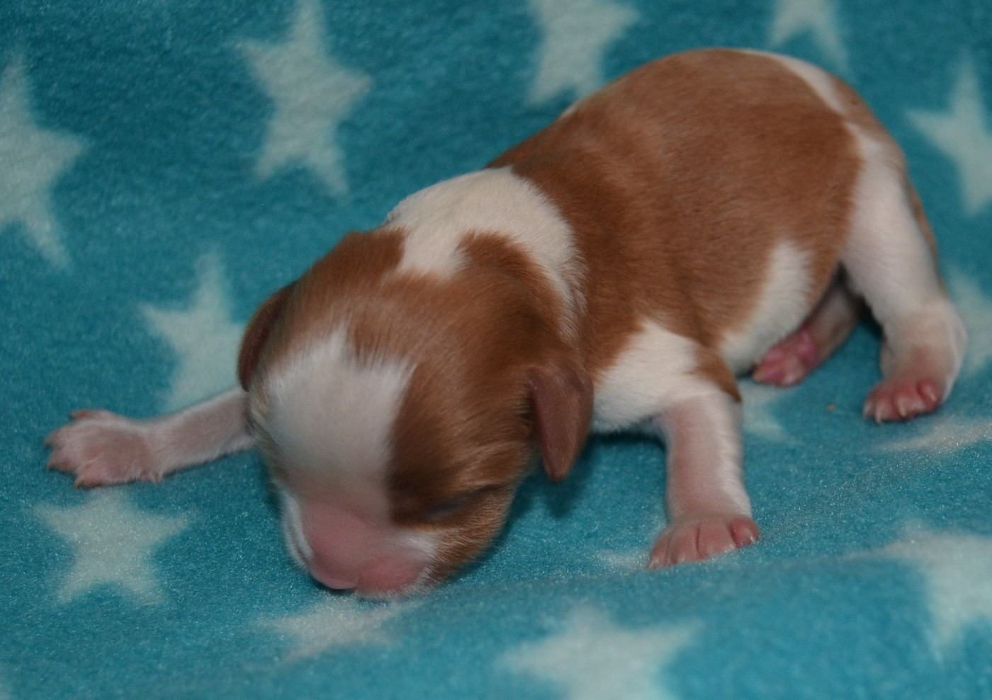 de la Vallée d'Alina - Chiots disponibles - Cavalier King Charles Spaniel