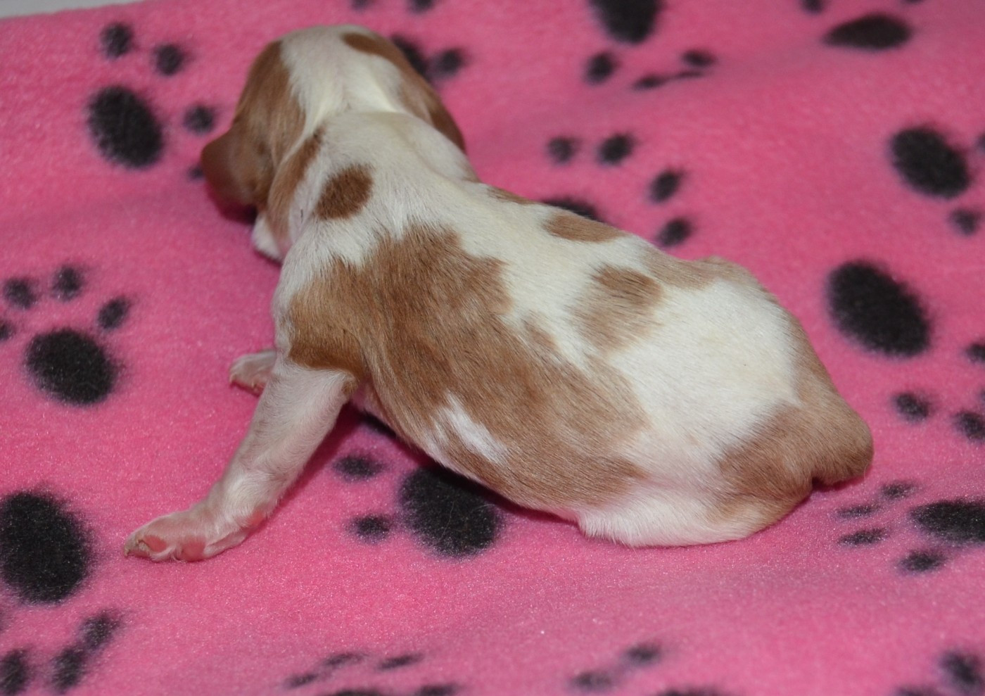 de la Vallée d'Alina - Chiots disponibles - Cavalier King Charles Spaniel