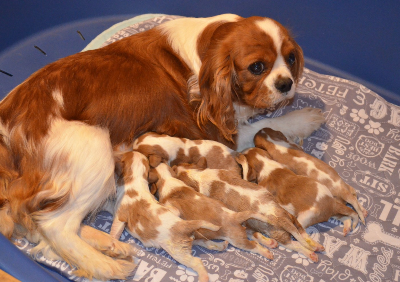 de la Vallée d'Alina - Cavalier King Charles Spaniel - Portée née le 27/04/2026