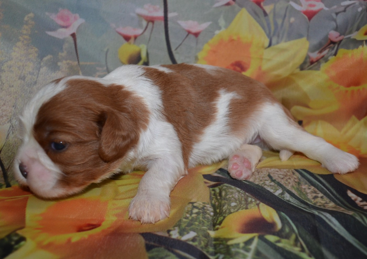 de la Vallée d'Alina - Chiots disponibles - Cavalier King Charles Spaniel