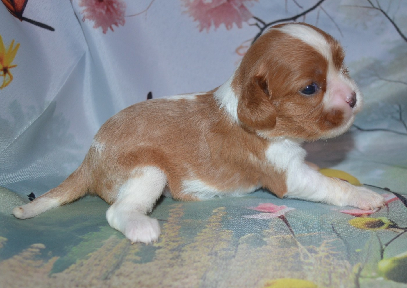 de la Vallée d'Alina - Chiots disponibles - Cavalier King Charles Spaniel