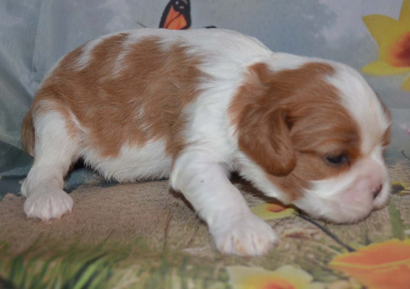 de la Vallée d'Alina - Chiots disponibles - Cavalier King Charles Spaniel