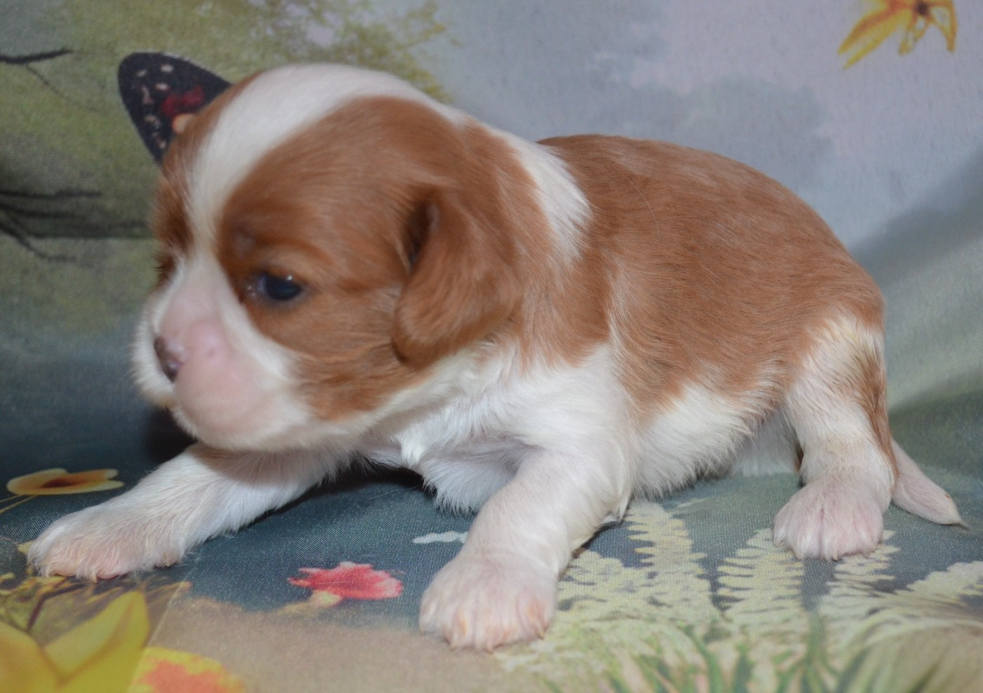 de la Vallée d'Alina - Chiots disponibles - Cavalier King Charles Spaniel