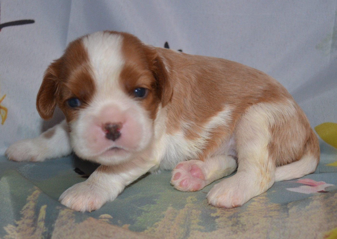 de la Vallée d'Alina - Chiots disponibles - Cavalier King Charles Spaniel