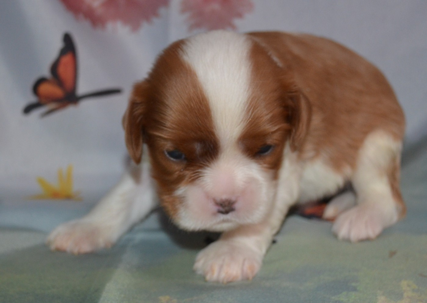 de la Vallée d'Alina - Chiots disponibles - Cavalier King Charles Spaniel