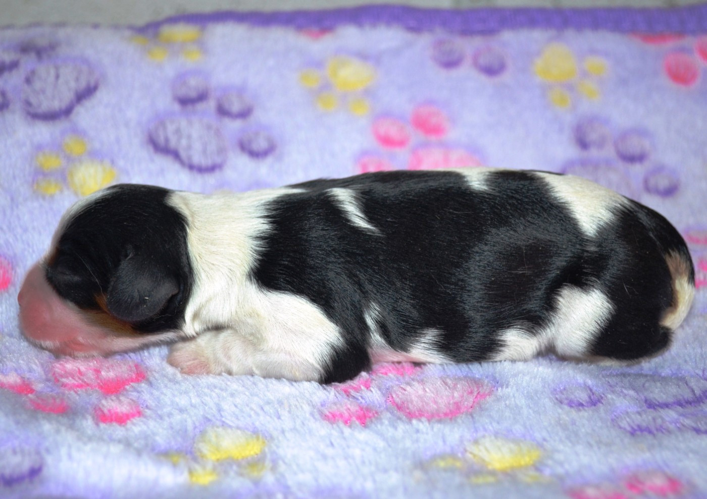 de la Vallée d'Alina - Chiots disponibles - Cavalier King Charles Spaniel