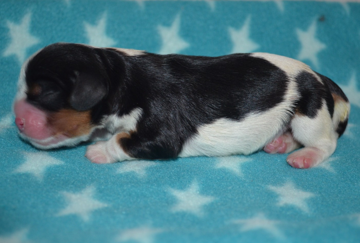 de la Vallée d'Alina - Chiots disponibles - Cavalier King Charles Spaniel