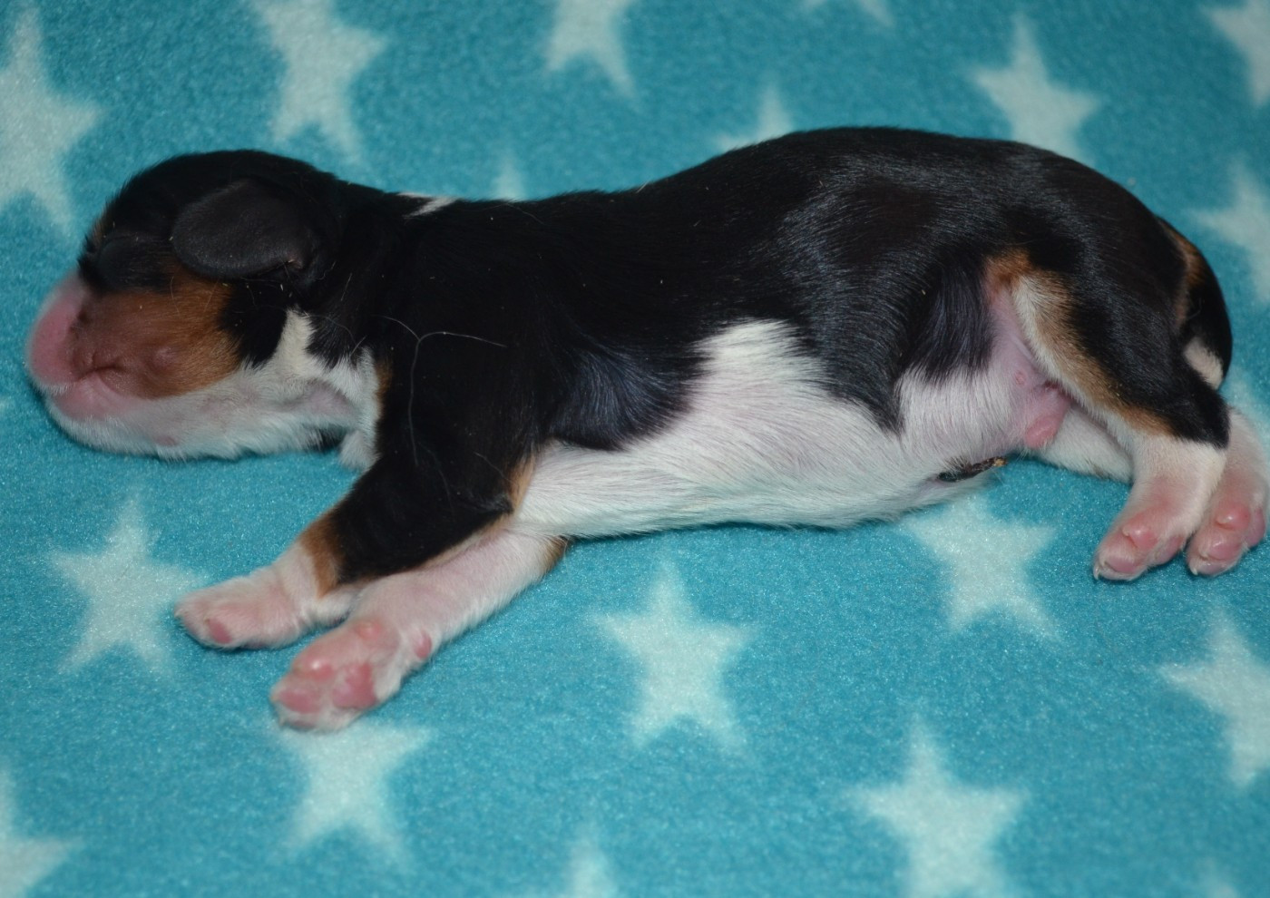 de la Vallée d'Alina - Chiots disponibles - Cavalier King Charles Spaniel