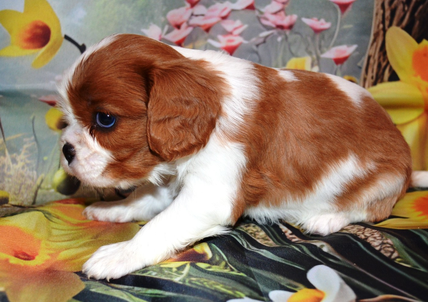 de la Vallée d'Alina - Chiots disponibles - Cavalier King Charles Spaniel
