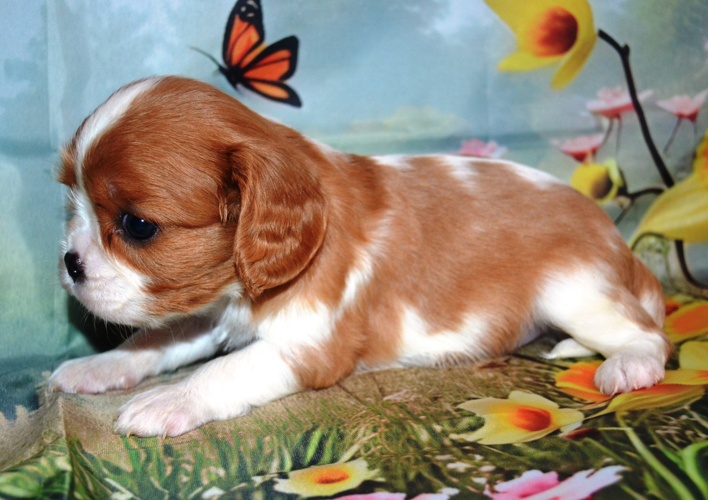 de la Vallée d'Alina - Chiots disponibles - Cavalier King Charles Spaniel