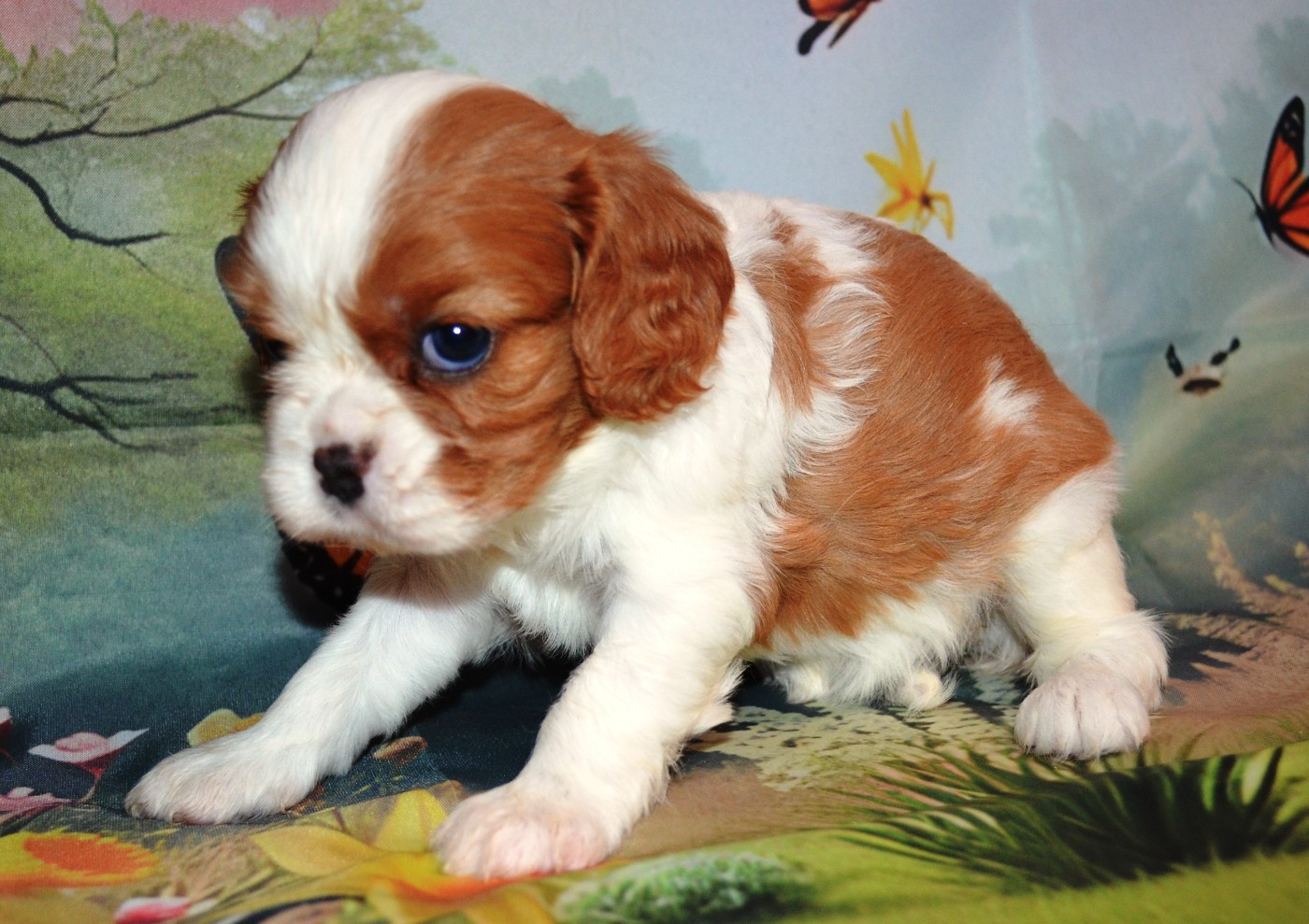 de la Vallée d'Alina - Chiots disponibles - Cavalier King Charles Spaniel