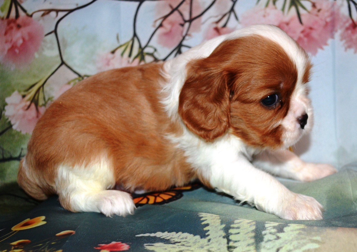 de la Vallée d'Alina - Chiots disponibles - Cavalier King Charles Spaniel
