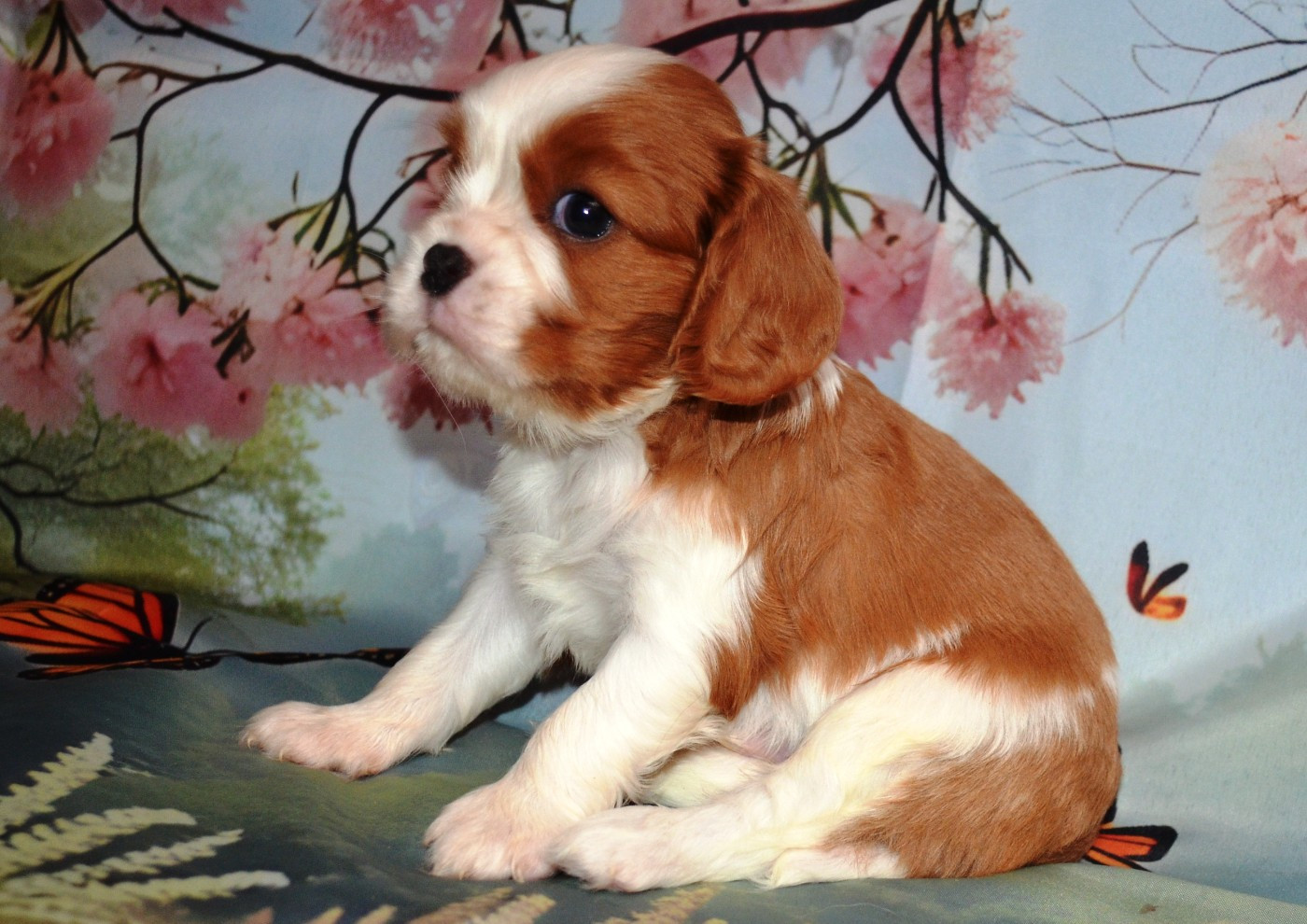 de la Vallée d'Alina - Chiots disponibles - Cavalier King Charles Spaniel