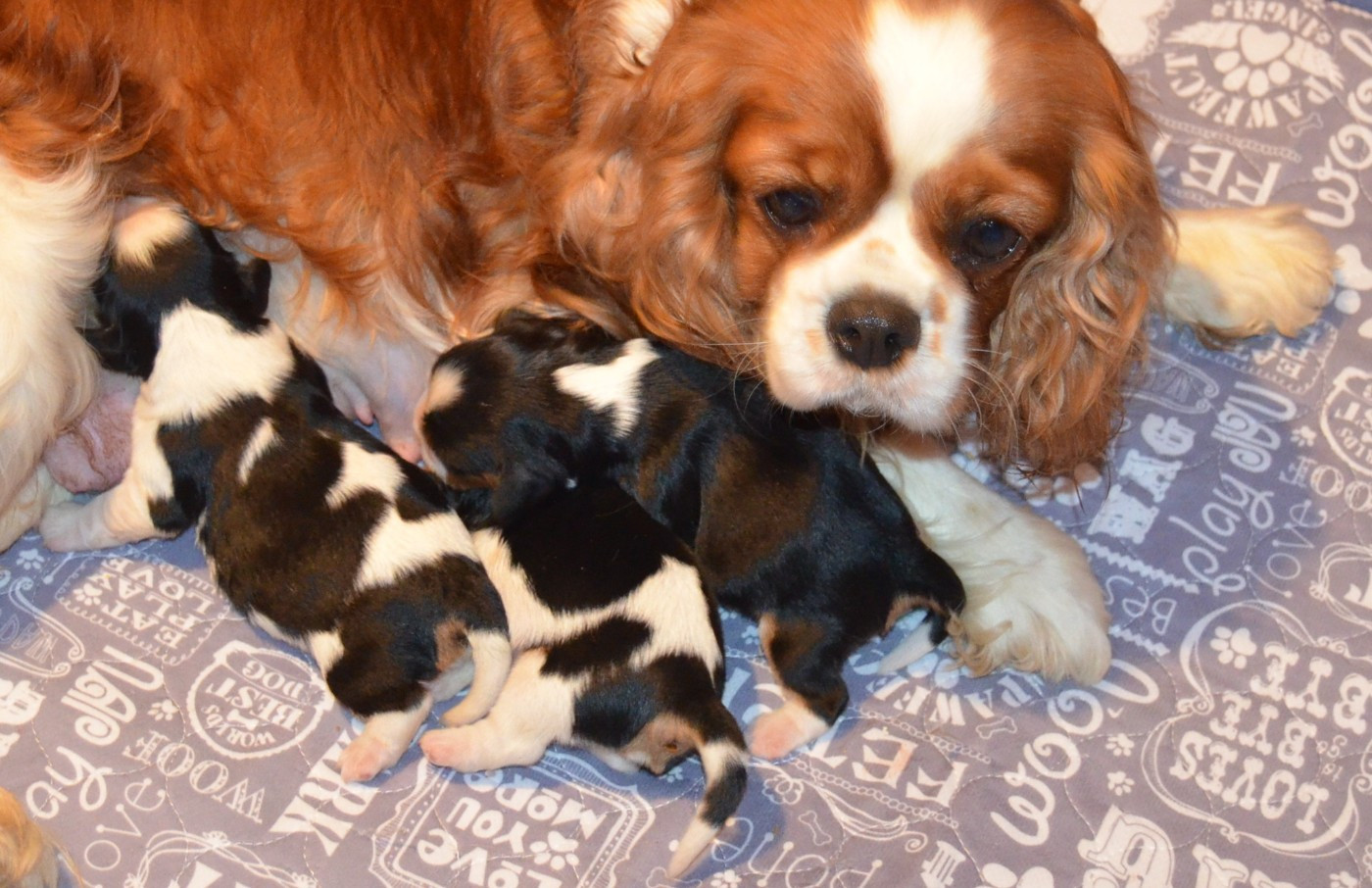 de la Vallée d'Alina - Cavalier King Charles Spaniel - Portée née le 27/05/2026