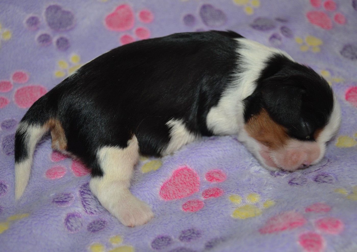 de la Vallée d'Alina - Chiots disponibles - Cavalier King Charles Spaniel