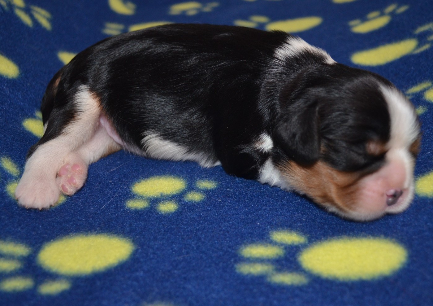 de la Vallée d'Alina - Chiots disponibles - Cavalier King Charles Spaniel