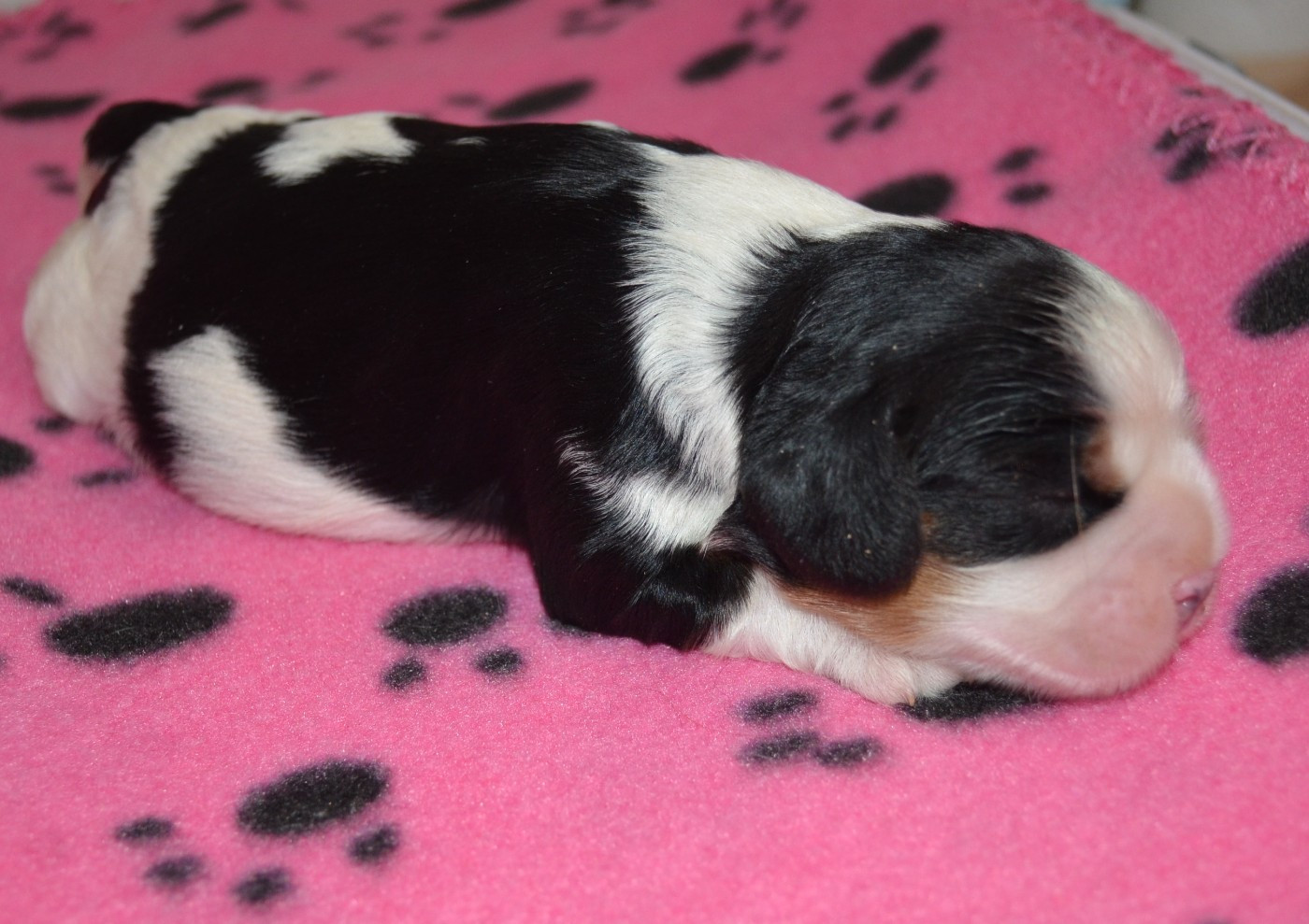 de la Vallée d'Alina - Chiots disponibles - Cavalier King Charles Spaniel