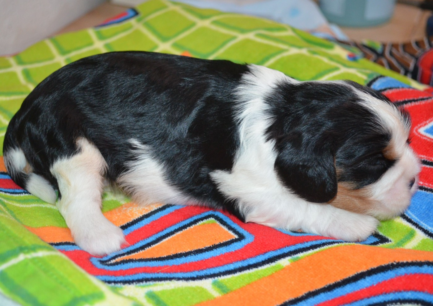 de la Vallée d'Alina - Chiots disponibles - Cavalier King Charles Spaniel