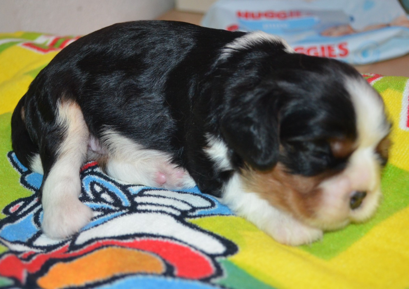 de la Vallée d'Alina - Chiots disponibles - Cavalier King Charles Spaniel