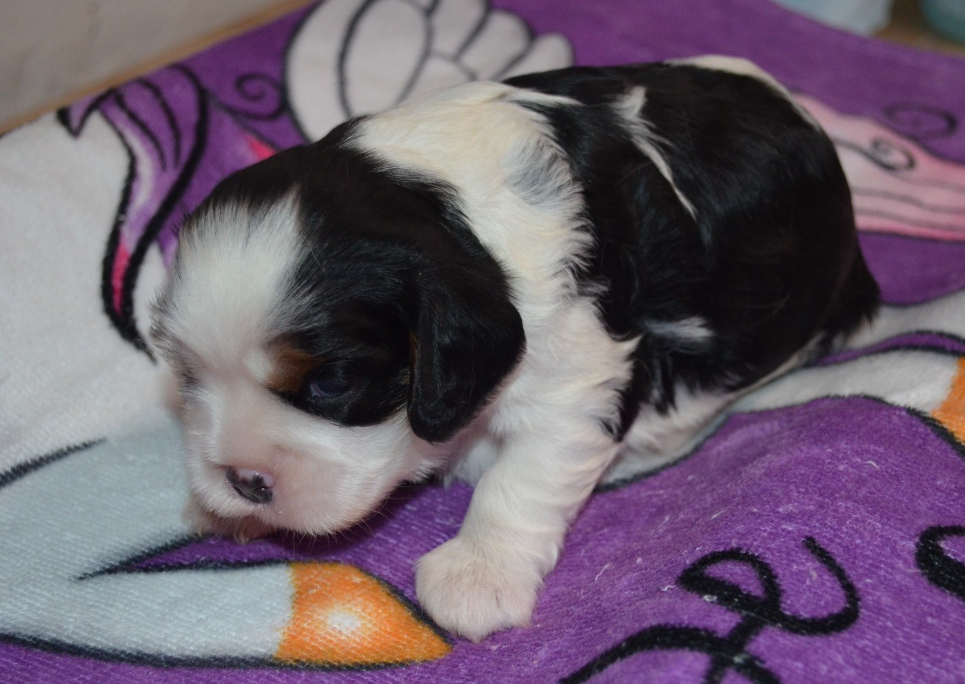 de la Vallée d'Alina - Chiots disponibles - Cavalier King Charles Spaniel