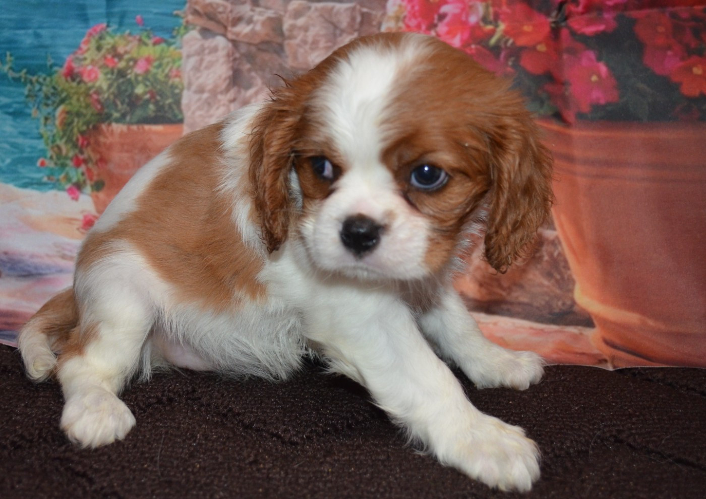 de la Vallée d'Alina - Chiots disponibles - Cavalier King Charles Spaniel